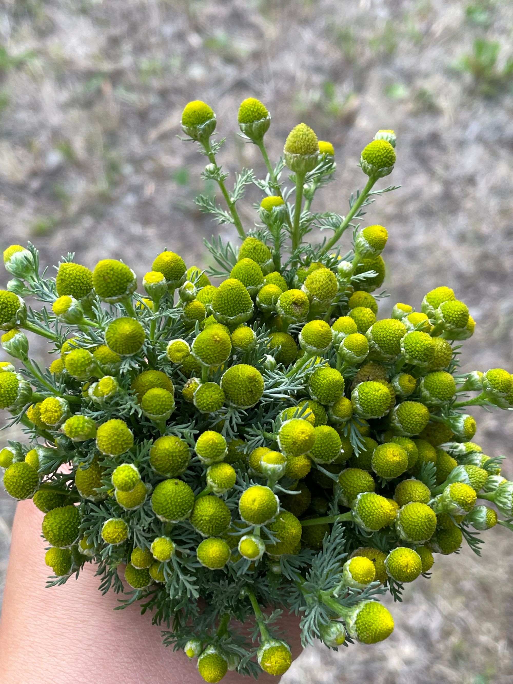 Pineapple Weed Cookies & Tea