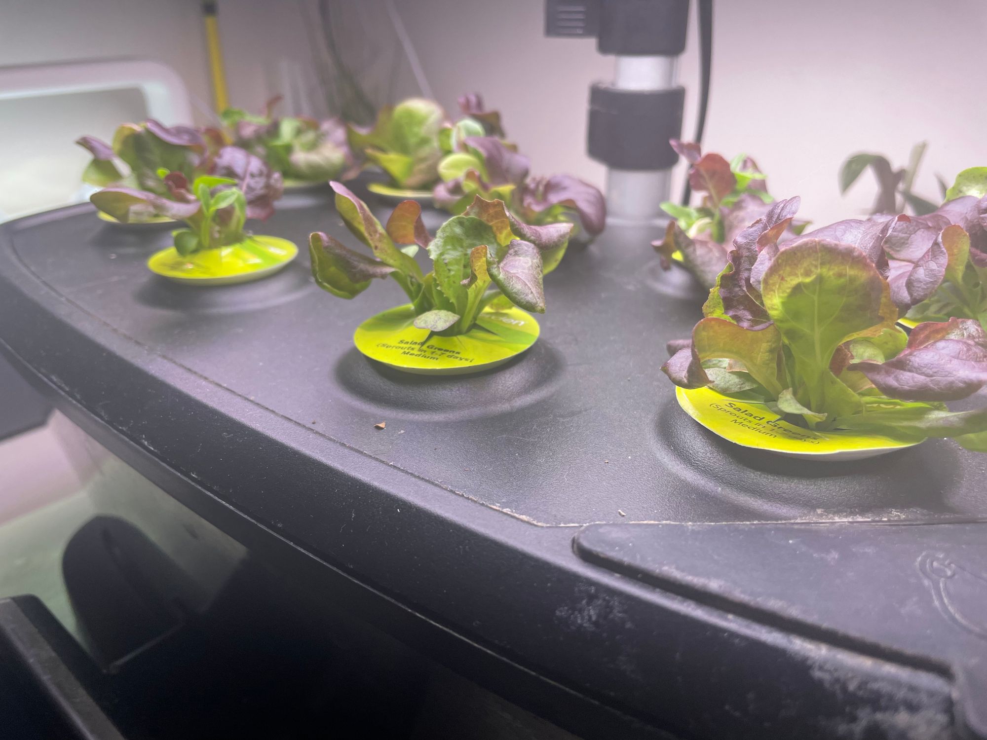 Mini Hydroponic Gardens (AeroGarden + Click & Grow)