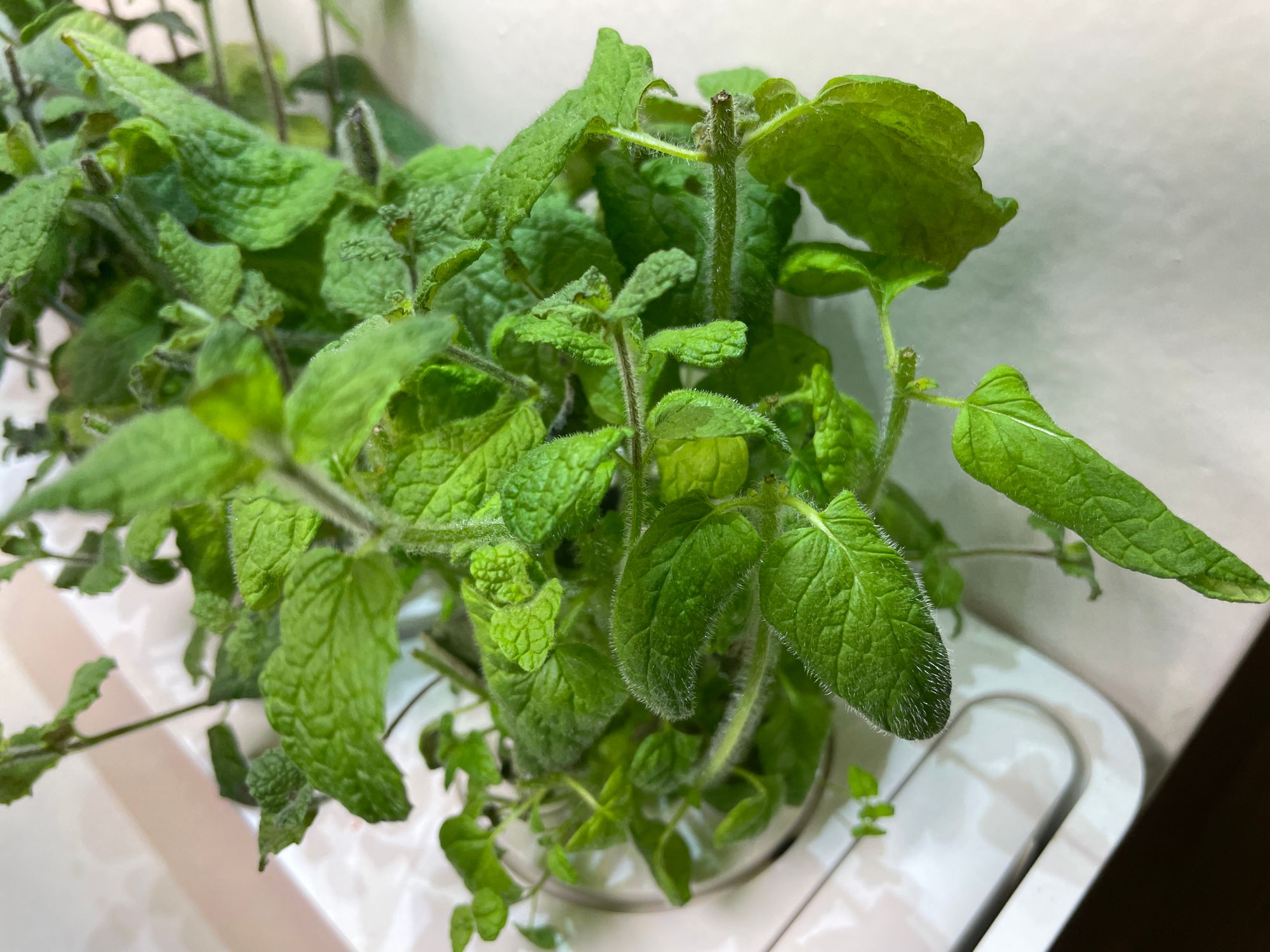 Fresh Mint Sorbet