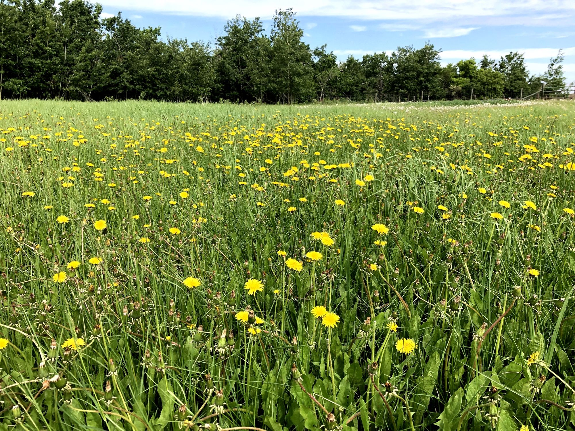 Delish Dandelion Dish