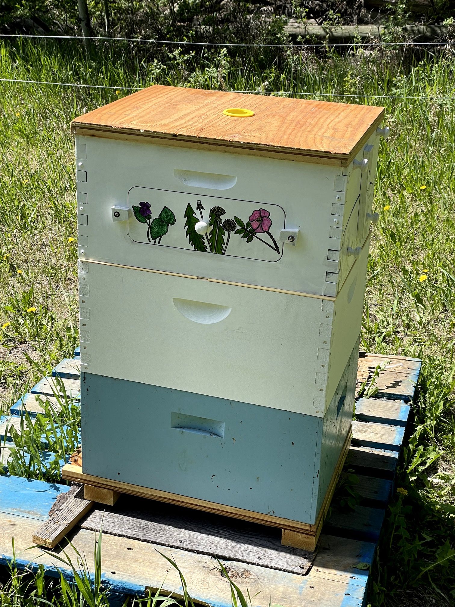Adventures in beekeeping