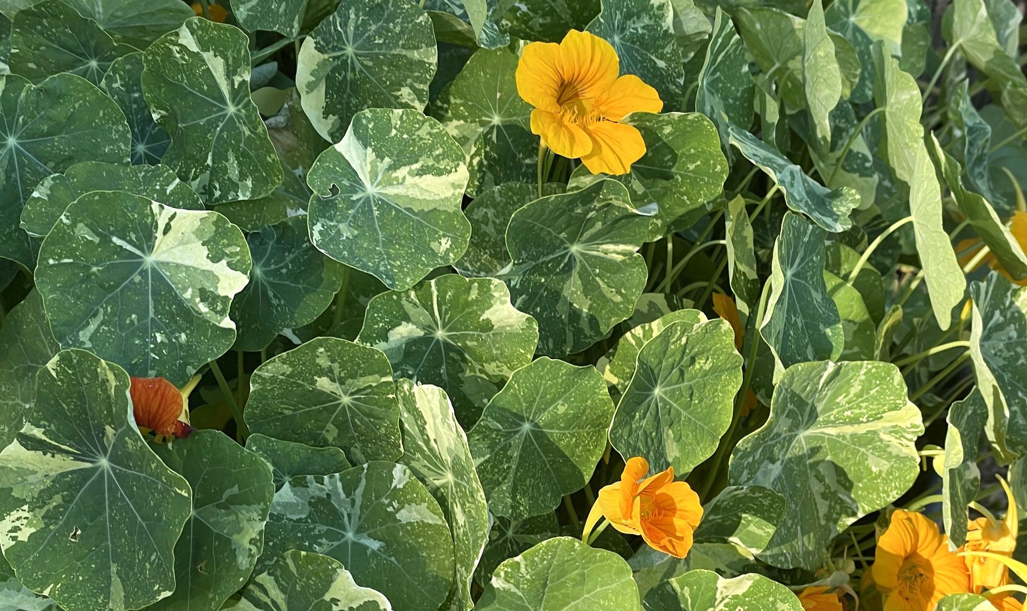 Nasturtium Soup