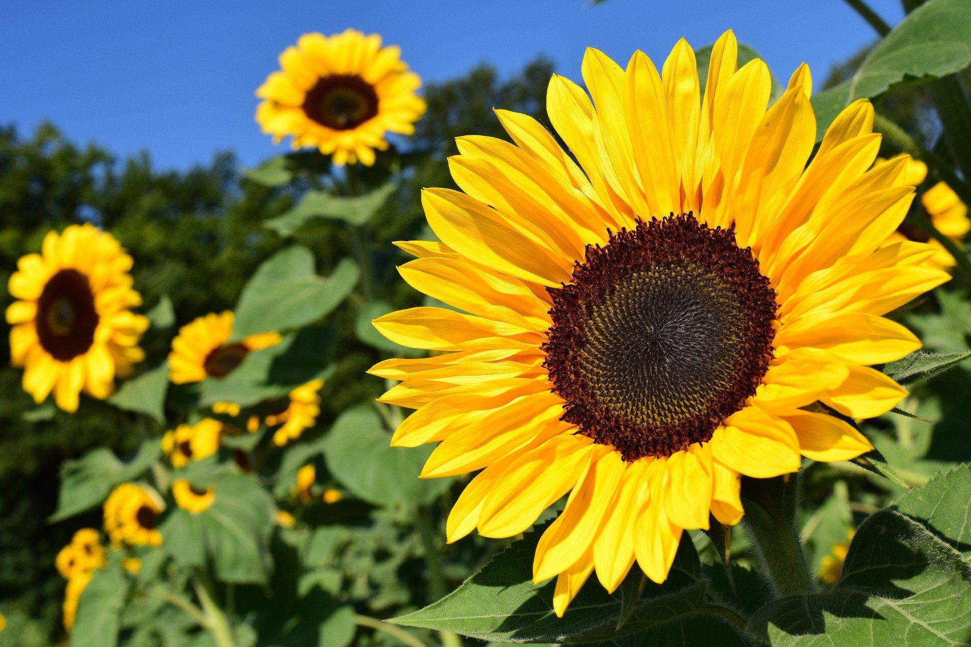 Eat Your Sunflowers?