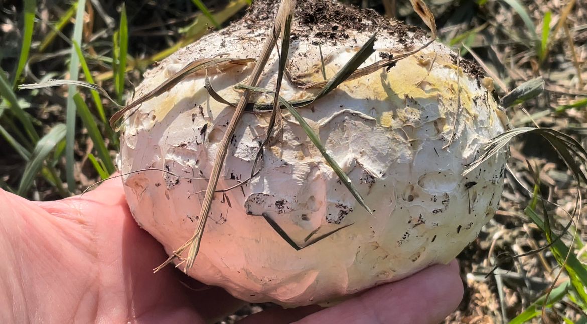 Can you eat a puffball?