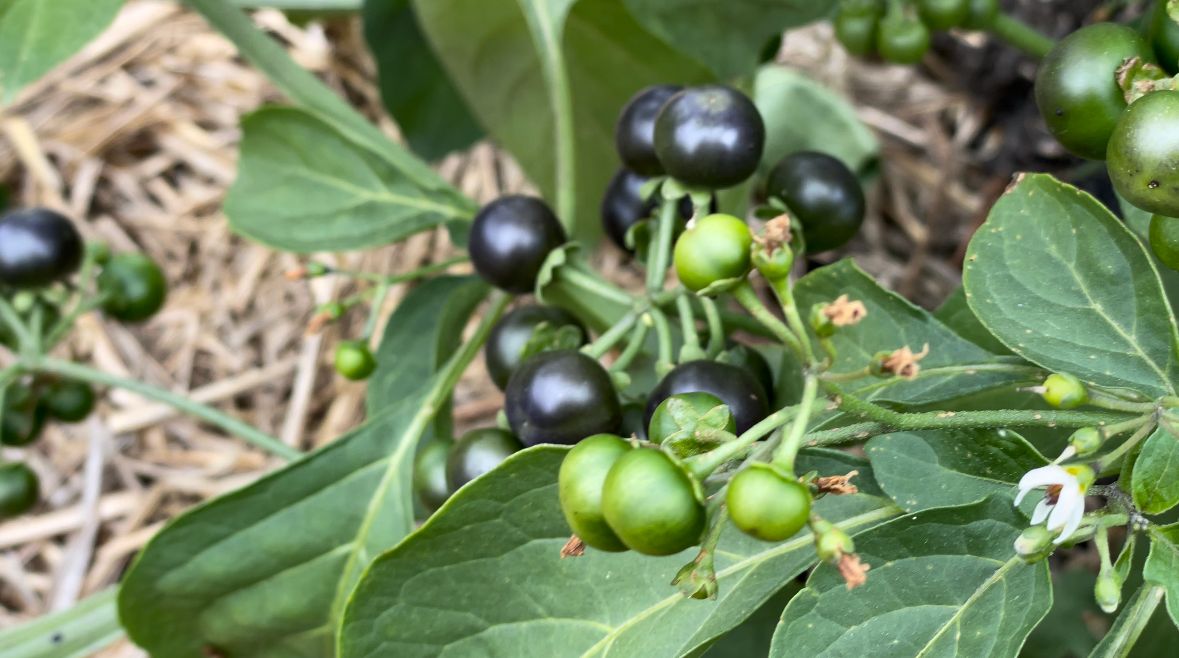 Deadly Berry or Tasty Treat?