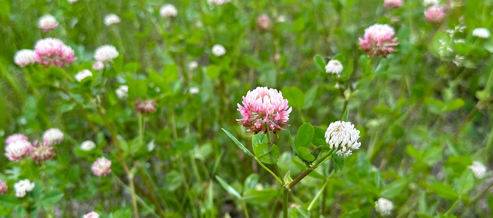 Chilled Clover Tea