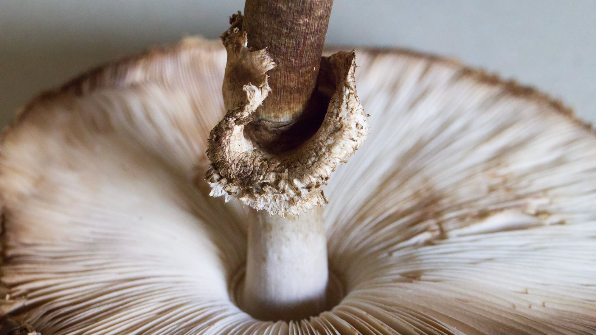 Shaggy Parasols: A Culinary Adventure after the Rain