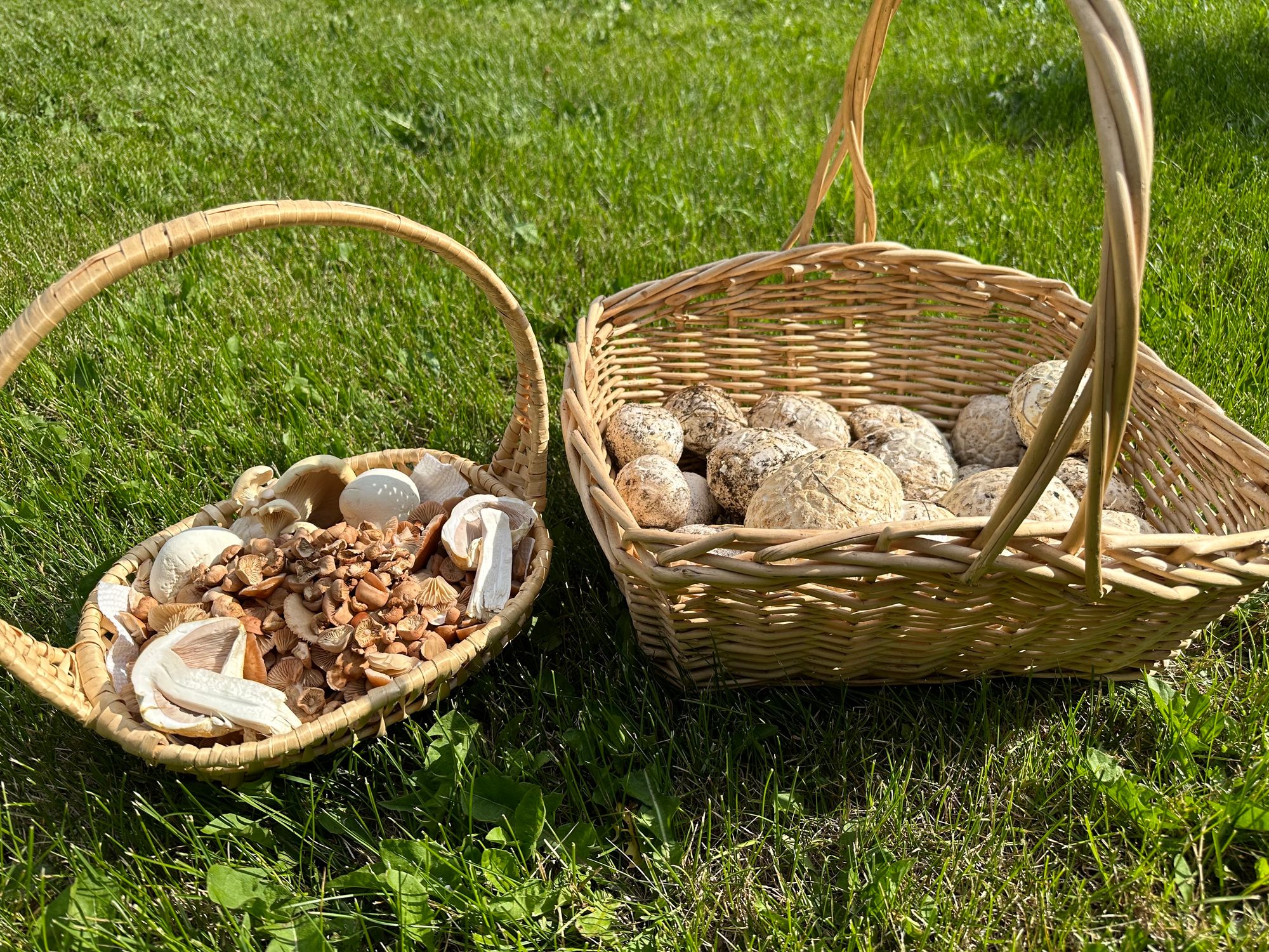 How to Preserve Foraged Mushrooms? Make a Delectable Duxelle!