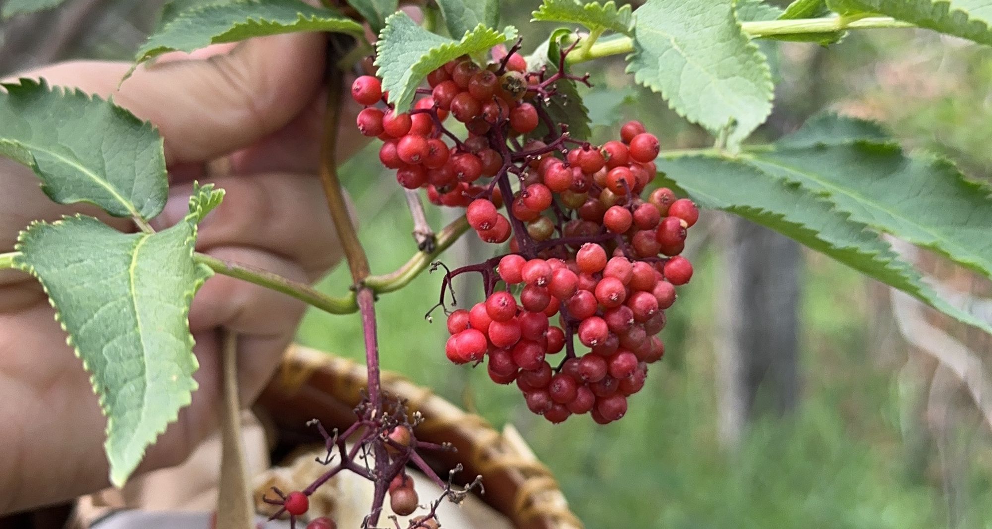 Red Elderberries Experiment