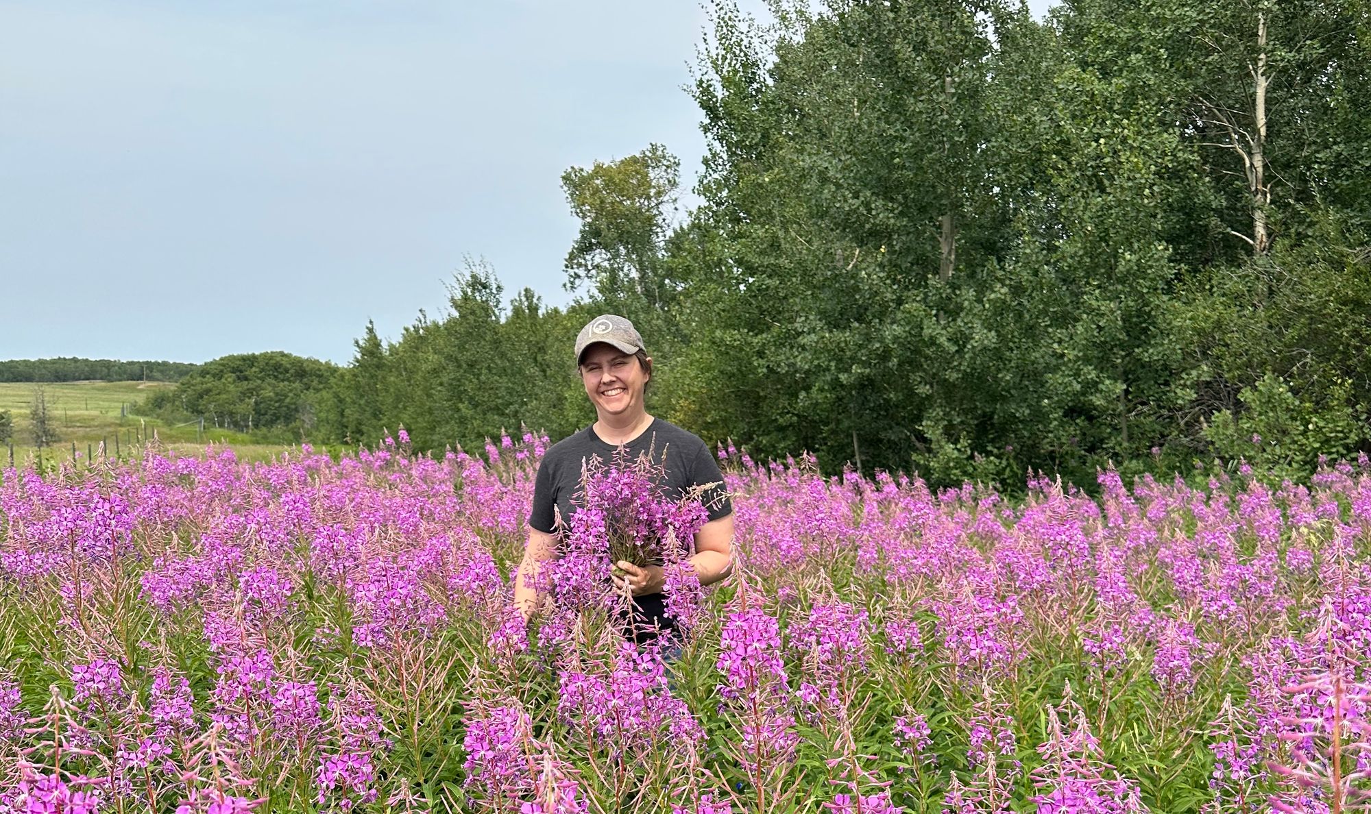 Fireweed Blossoms for Jelly