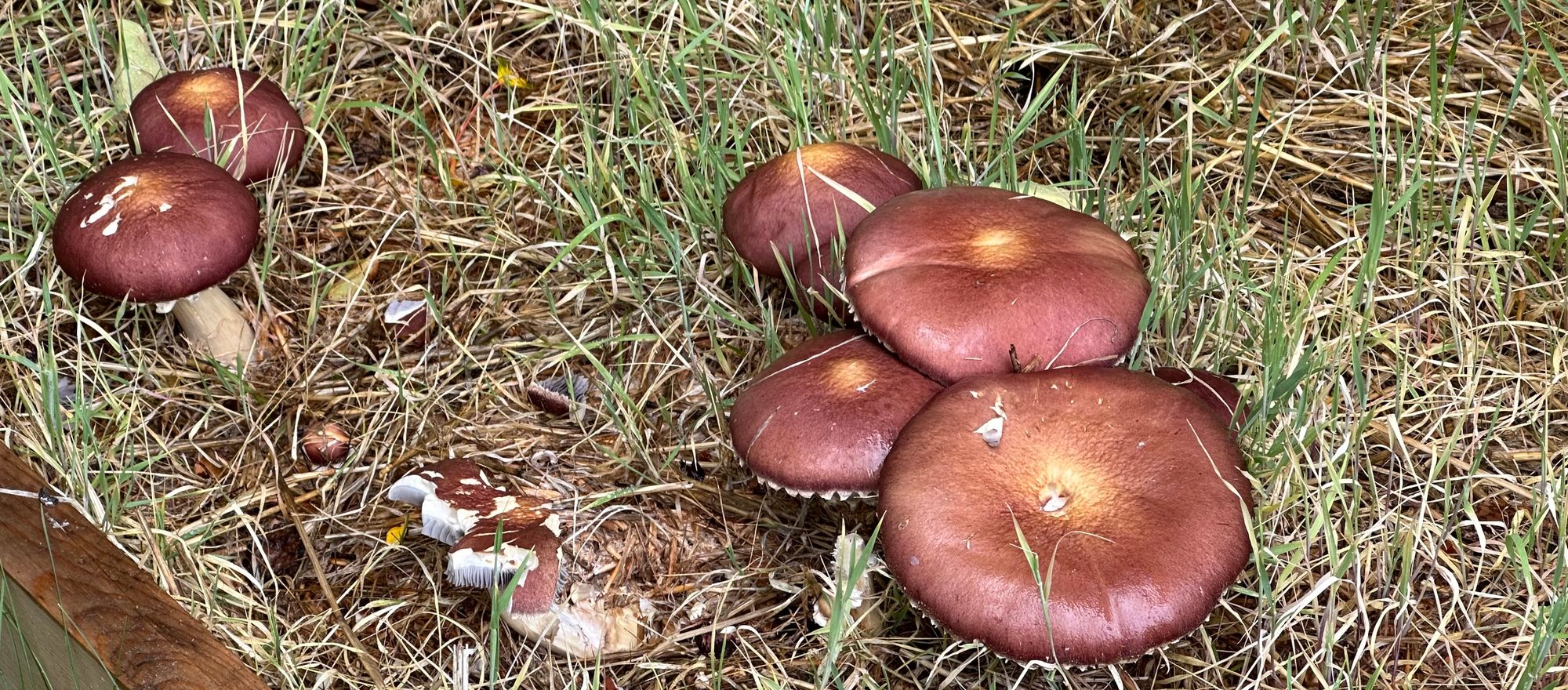 Mushrooms = ER Visit