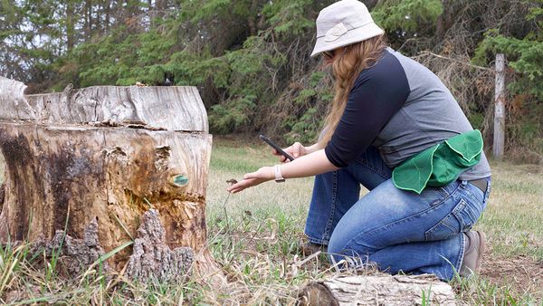 10 Essential Foraging Tips