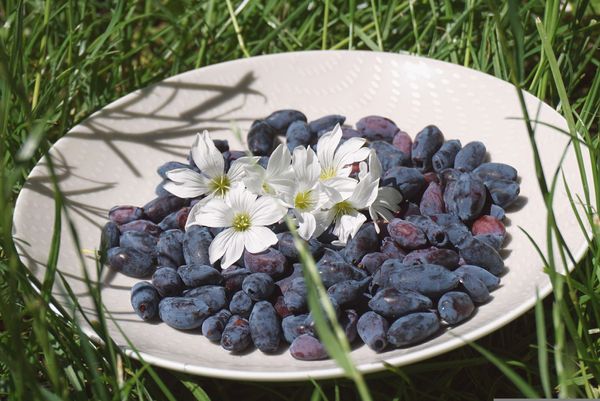 Super Summer Berry Pie