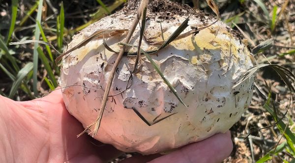 Can you eat a puffball?