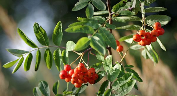 Rowan Berry Jam & Fruit Leather