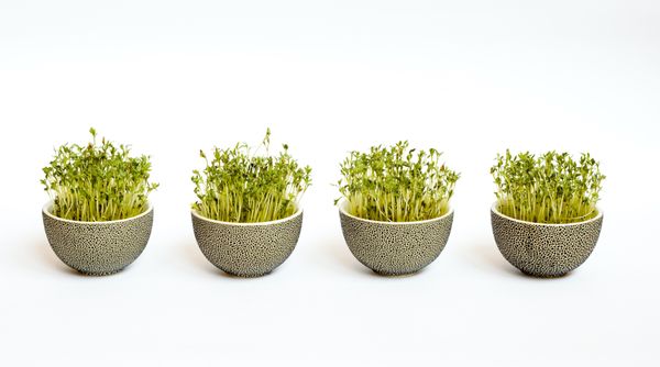 Grow Your Own Sprouts