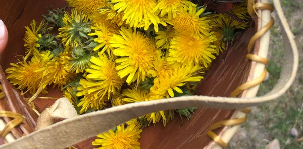 Dandelion Cookies