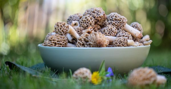 Discovering Wild Edible Mushrooms