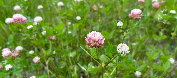 Chilled Clover Tea